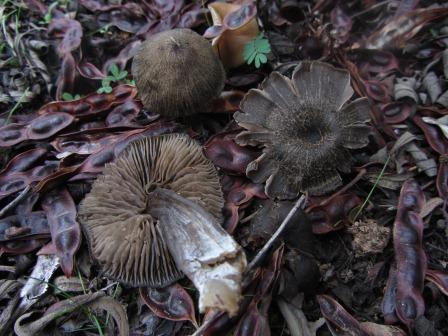 Entoloma-jubatum-Rötling-Alentejo-Portugal