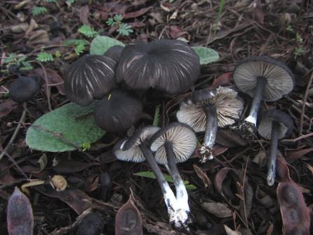 Entoloma-serrulatum-Blauschneidiger-Rötling-Alentejo-Portugal