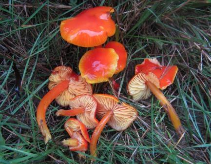 Hygrocybe-chlorophana-rubra-Stumpfer-Saftling-Algarve