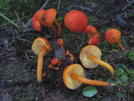 Hygrocybe-miniata-Mennigroter-Saftling-Portugal-Algarve