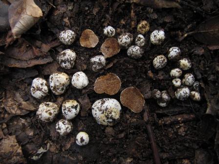 Hymenogaster-albus-Descomyces-Weiße-Erdnuss-Algarve