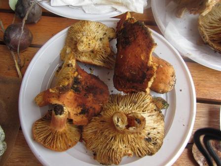 Lactarius-rugatus-Mittelmeer-Brätling-Algarve