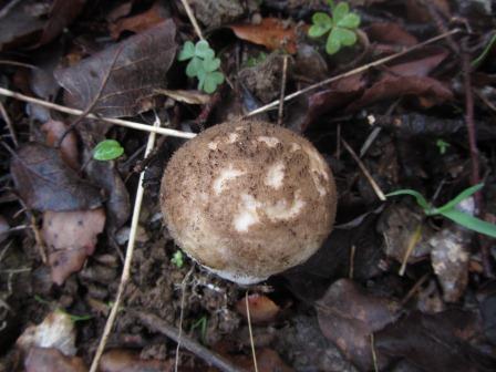 Lycoperdon-atropurpureum-2-Schwarzvioletter-Stäubling-Algarve