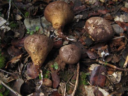 Lycoperdon-atropurpureum-Schwarzvioletter-Stäubling-Algarve