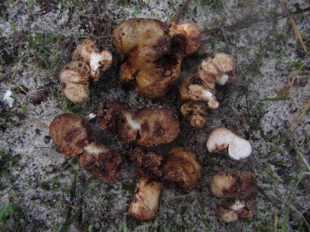 Macowanites-ammophilus-2-Russula-secotioid-Algarve