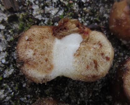 Macowanites-ammophilus-3-Russula-secotioid-Algarve