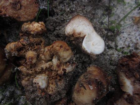 Macowanites-ammophilus-Russula-secotioid-Algarve