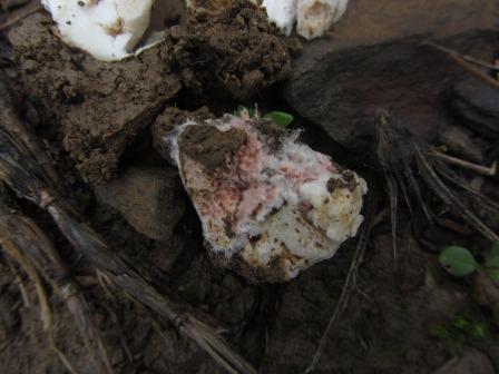 Mycogone-rosea-Rosa-Schimmel-Algarve-Perlpilz