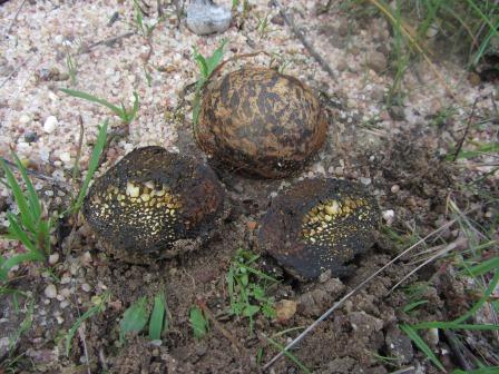 Pisolithus-arhizus-Erbsenstreuling-Portugal-Algarve