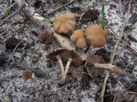 Psathyrella-flexispora-Faserling-Portugal-Algarve