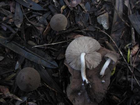 Psathyrella-melanthina-Blasssporiger-Faserling-Portugal-Algarve