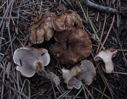 Sarcodon-scabrosus-Gallenstacheling-Portugal-Algarve