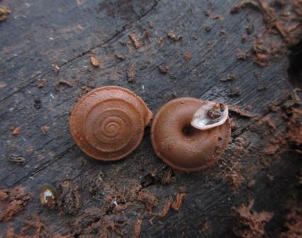 Schnecke-Gittenbergeria-turriplana-Algarve