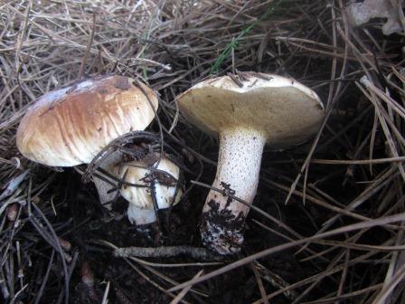 Suillus-bellinii-Bellinis-Schmierröhrling-Algarve-Pilzschule-Schwäbischer-Wald