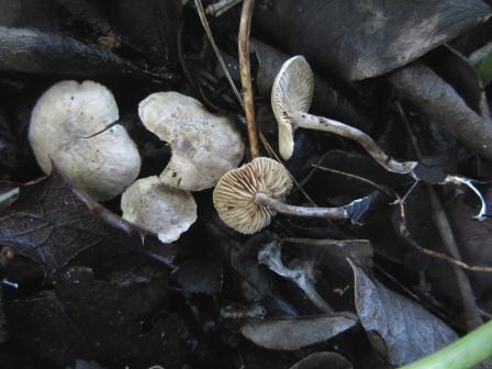 Tephrocybe-mephitica-Graublatt-Portugal-Algarve