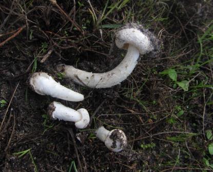 Torrendia-Amanita-pulchella-Portugal-Algarve