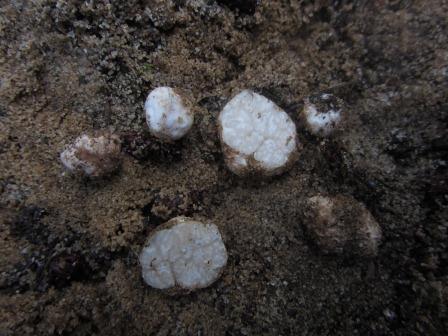 Tuber-asa-Mittelmeertrüffel-Portugal-Algarve