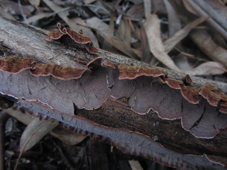 Xylobolus-illudens-Eucalyptus-Schichtpilz-Algarve