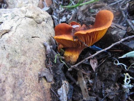 Ölbaumpilz-Omphalotus-illudens-olearius-Algarve