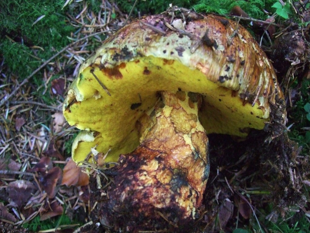 Boletus-torosus-Imperator-Tanau-Ochsenröhrling-Coprin-Hutmitte-Hexenröhrling-Blauen