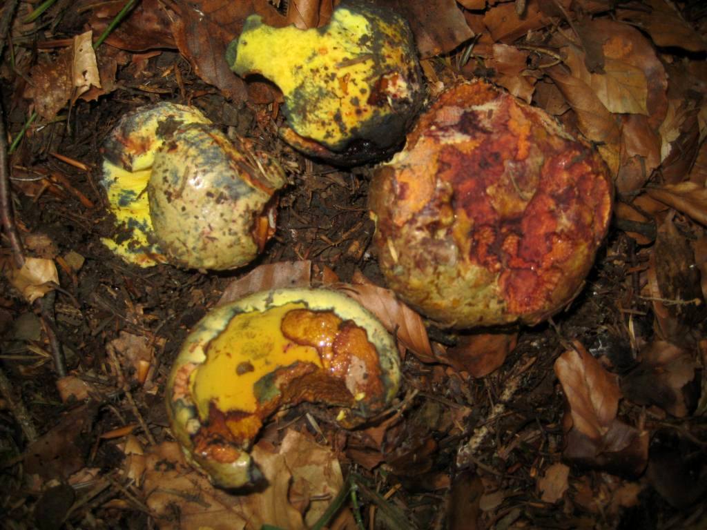 Boletus-torosus-Ochsenröhrling-Österreich-Wienerwald-Coprin-Pilzschule-Pilzkurs