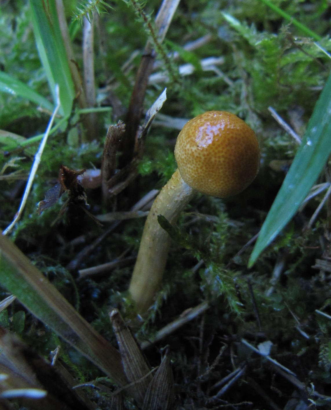 Cordyceps-gracilis-Ophiocordyceps-Habitus-Waldhausen