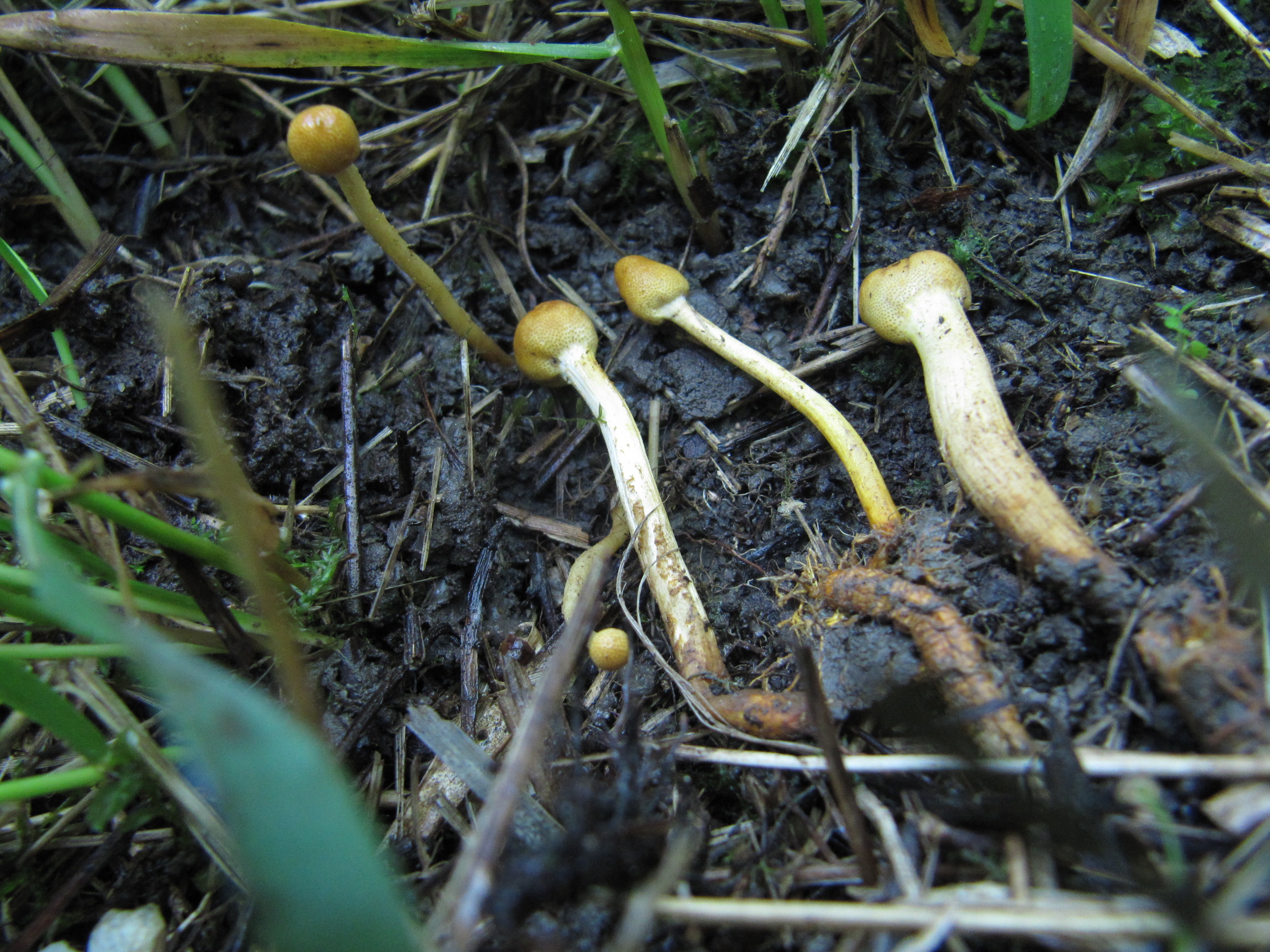 Cordyceps-gracilis-Ophiocordyceps-Waldhausen-Remstal-Stuttgart-Baden-Württemberg-Schwäbischer-Wald