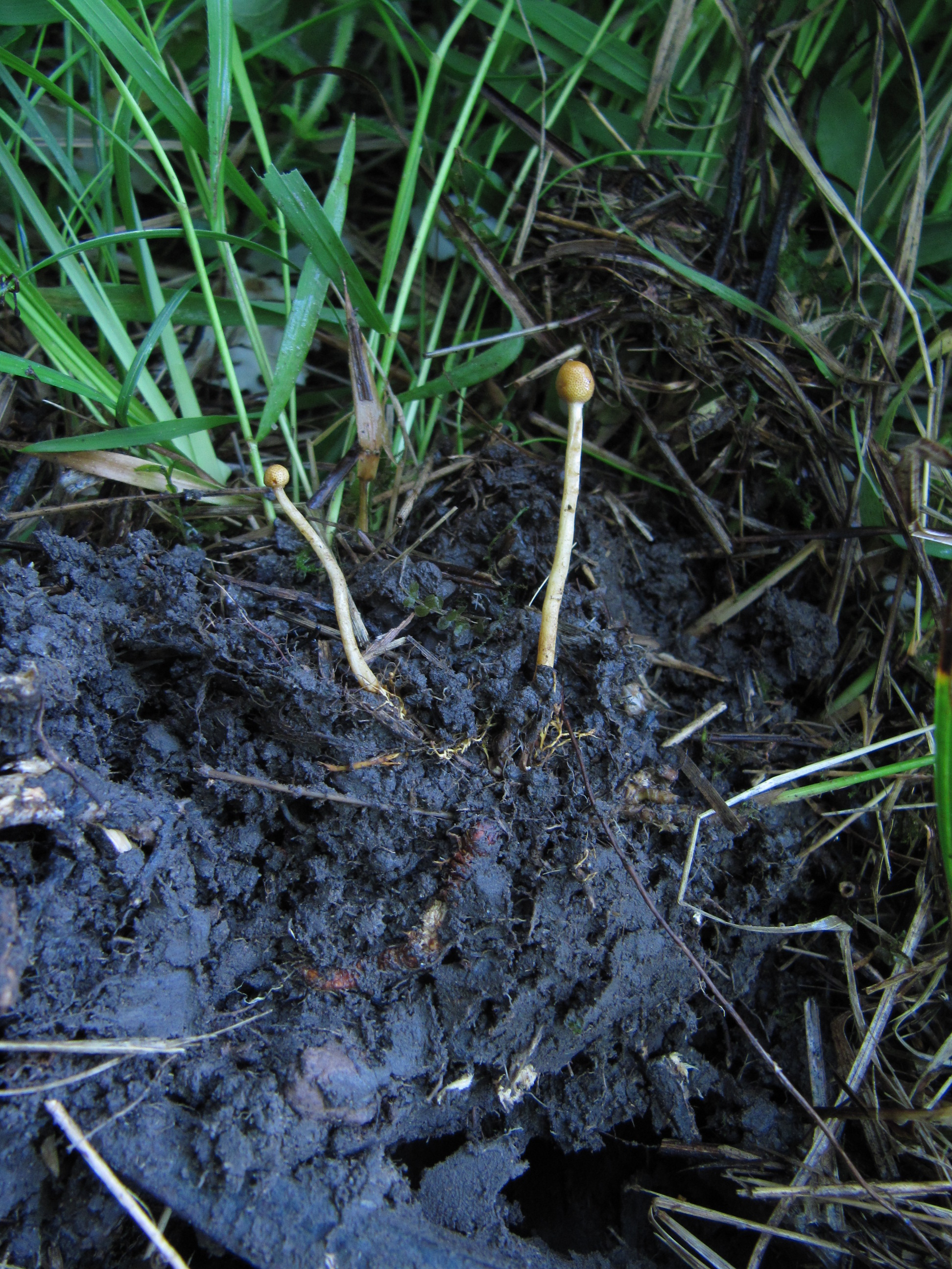 Cordyceps-gracilis-Raupen-Kernkeule-Remstal-Baden-Württemberg