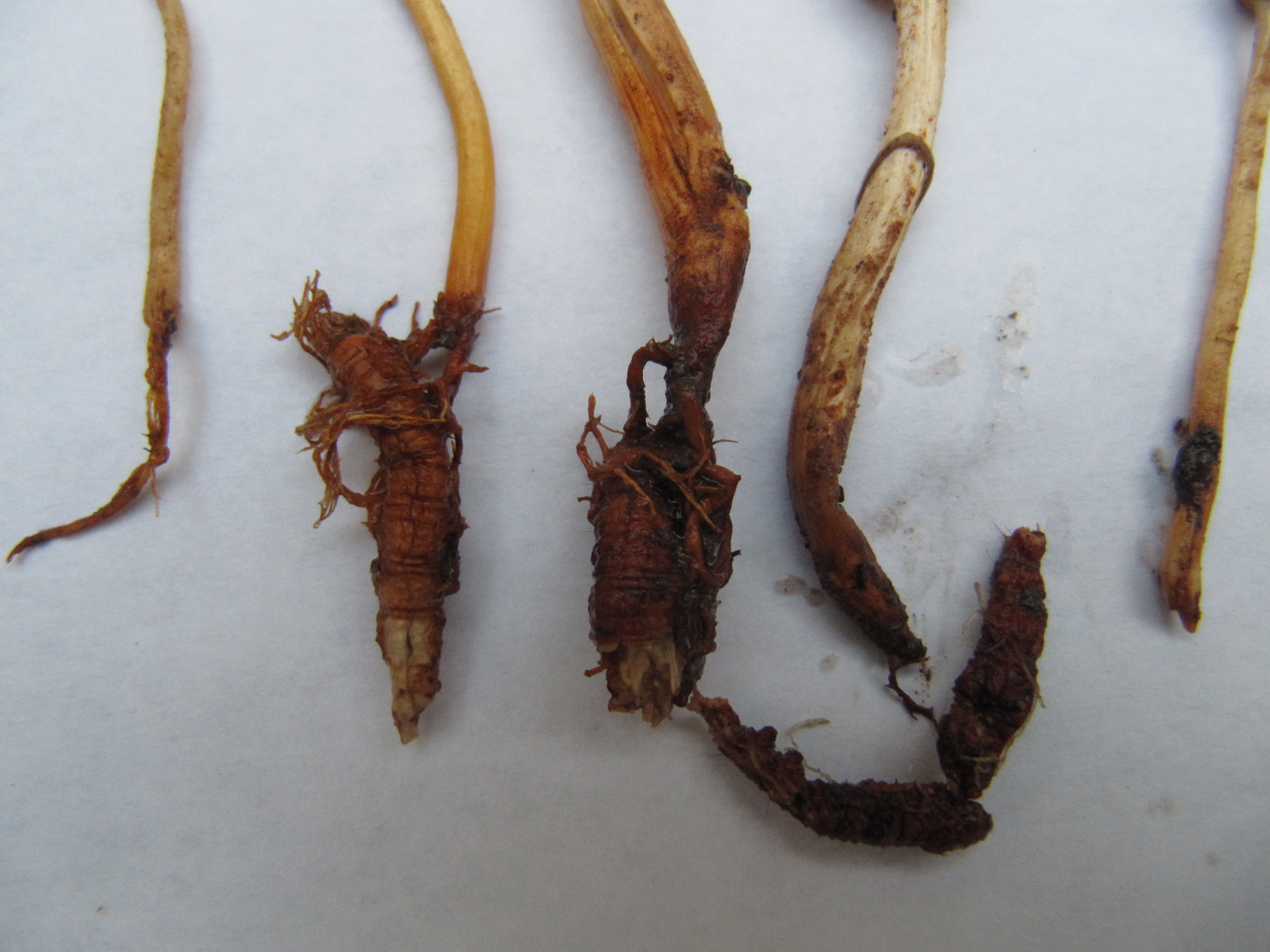 Cordyceps-gracilis-Raupen-Ophiocordyceps-Remstal-Stuttgart-Baden-Württemberg