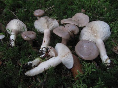 Lactarius-albocarneus-graublasser-Milchling-Hafental-Spraitbach-Alfdorf-Abies-Tanne-Mykorrhiza-Pilze-Stuttgart-ungenießbar-magen-darm-giftig