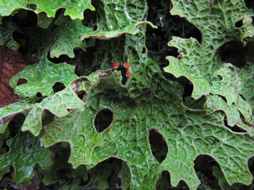 Lobaria-pulmonaria-Lungenflechte-Portugal-Algarve-Apothezien-Flechtenkurs-Baden-Württemberg-Stuttgart