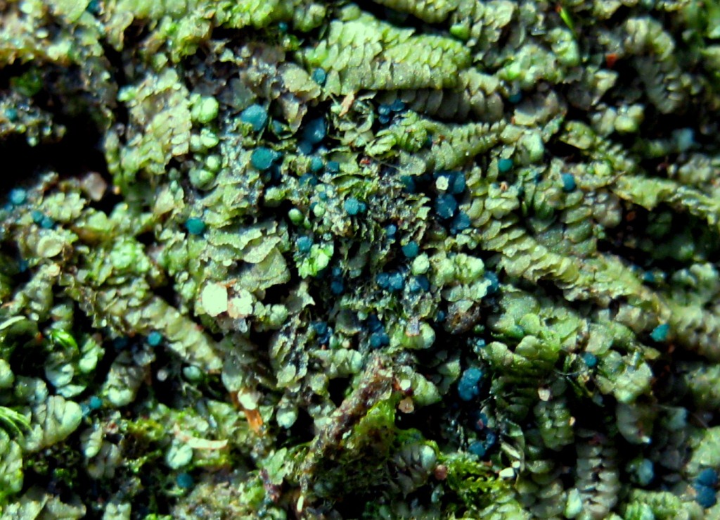 Mniaecia-jungermanniae-Brunnenklinge-Schwäbischer-Wald-Mooskurs-Frühjahr-Blauer-Lebermoos-Becherling-Calypogeia