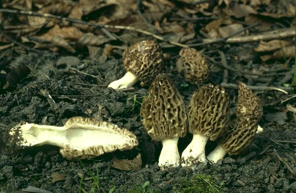 Morchella-elata-Kajan-conica-Spitzmorchel-Rindenmulch