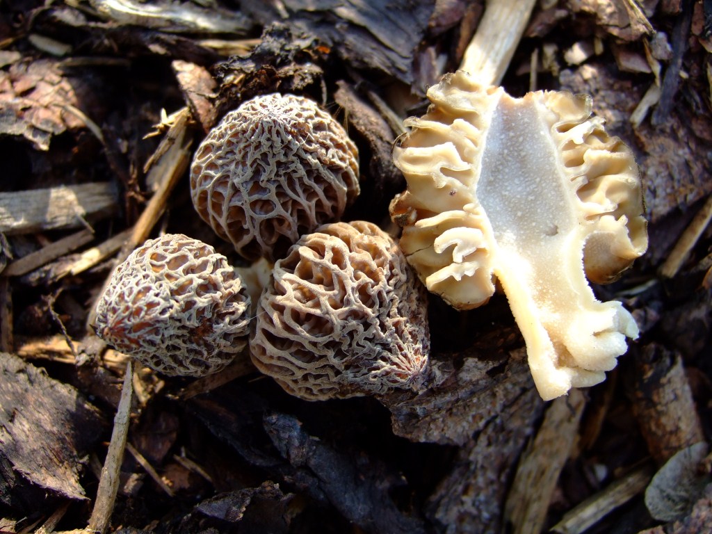 Morchella-elata-conica-Spitzmorchel-Rindenmulch-Schwäbisch-Gmünd