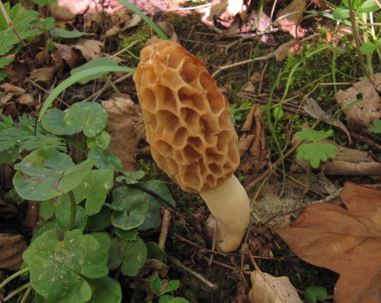 Morchella-esculenta-Slowenien-Speise-Morchel-Schlauchpilz-Seminar-Pilzschule