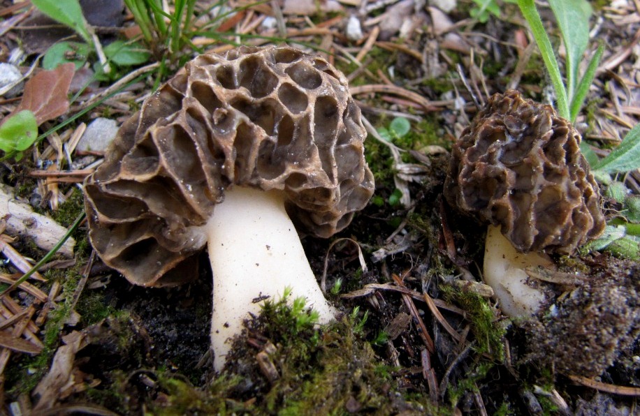 Morchella-esculenta-umbrina-spongiola-Speise-Morchel-Kroatien-Nationalpark-Plitvicer-Seen-Speisepilz-Sammelart-Form