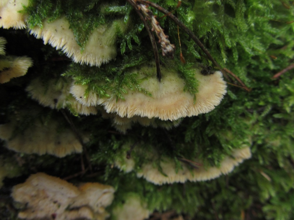 Oxyporus-corticola-B-Nadelholz-Scharfporling-Taubental-Schwäbisch-Gmünd-Schwäbischer-Wald-