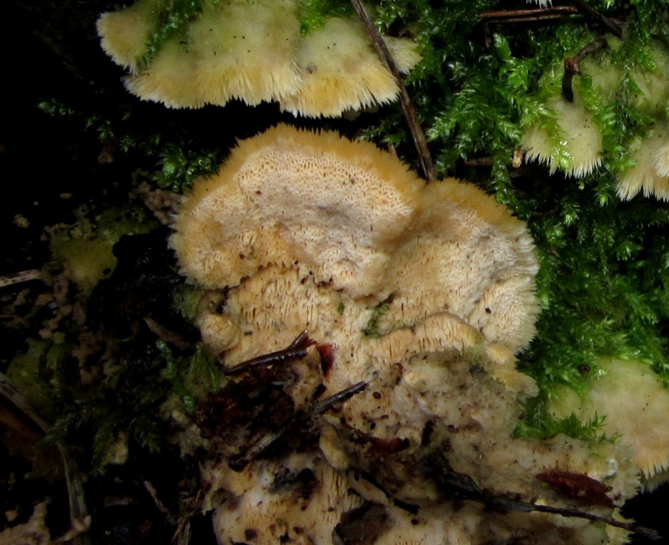 Oxyporus-corticola-D-Nadelholz-Scharfporling-Taubental-Schwäbisch-Gmünd-Schwäbischer-Wald-