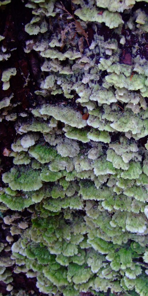 Oxyporus-corticola-E-Nadelholz-Scharfporling-Taubental-Schwäbisch-Gmünd-Schwäbischer-Wald-