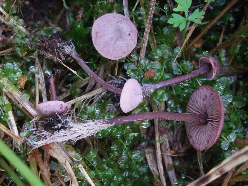 Pseudobaeospora-pyrifera-Grettstadt-Birnzystiden-Purpurblatt-Krieglsteiner-Erstbeschreibung-Fuligo-luteonitens-Octospora-affinis-Myxomycetes-Agaricales-Ascomycetes-Pezizales