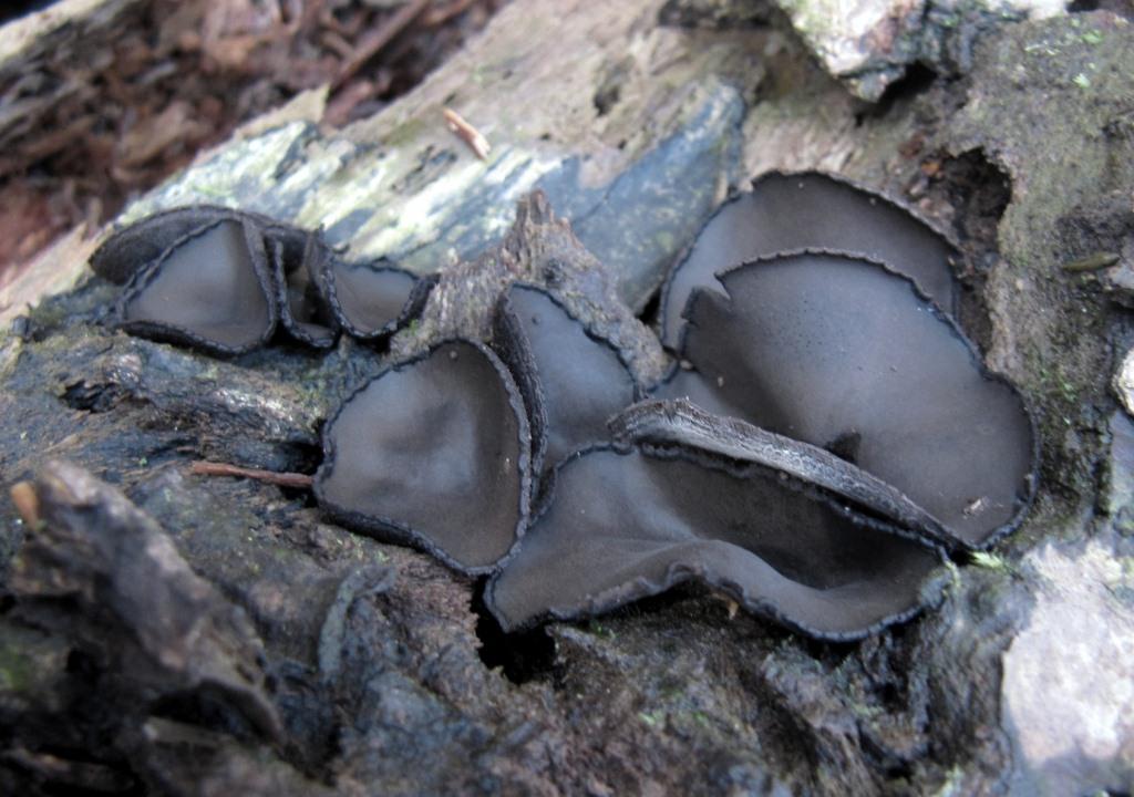 Pseudoplectania-vogesiaca-Gestielter-Schwarzborstling-Kroatien-Plitvice-Abies-Tanne-Becherling-Schlauchpilz-Kurs-Alpen-Schneeschmelze