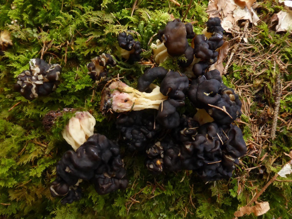 Pseudorhizina-sphaerospora-2-Gyromitra-Rundspor-Lorchel-Nationalpark-Bayerischer-Wald-Bayern