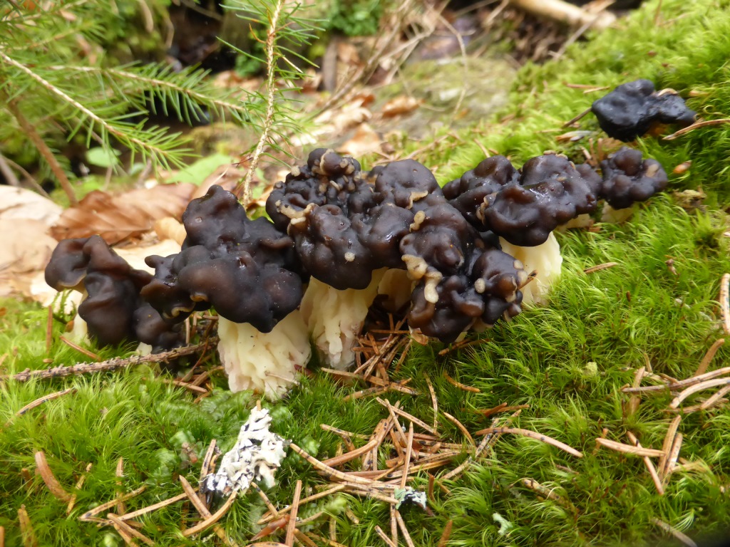 Pseudorhizina-sphaerospora-Gyromitra-Rundspor-Lorchel-Nationalpark-Bayerischer-Wald-Bayern