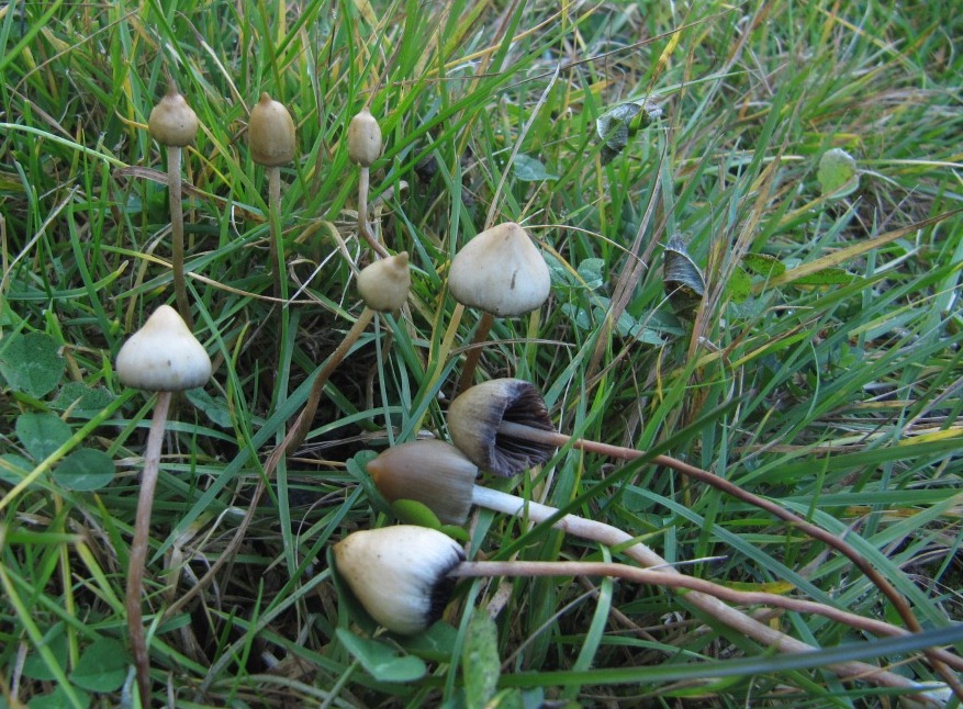 Psilocybe-semilanceata-Spitzkegeliger-Kahlkopf-Baden-Württemberg-Pilzschule-Schwäbischer-Wald-Stuttgart-Psilocybin-Pilze-Halluzinogen-magic-mushroom-giftig-Eifel