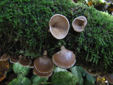 Tectella-patellaris-Panellus-Hasel-Rhön-Baden-Württemberg-Bannwald-Schlierbach-Heilbronn-Hasel-Corylus-Schleier-Sommer