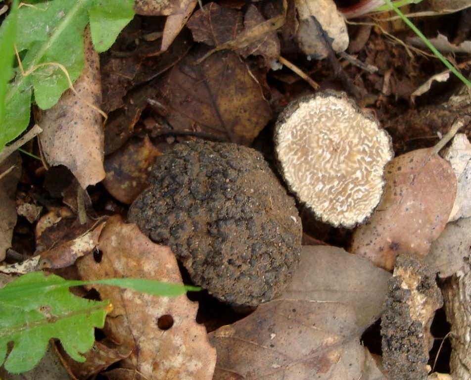 Tuber-aestivum-uncinatum-Dieter-Sommertrüffel-Burgundertrüffel-Schwäbische-Alb-Kalkboden-Pilze-Pilzschule-Schwäbischer-Wald