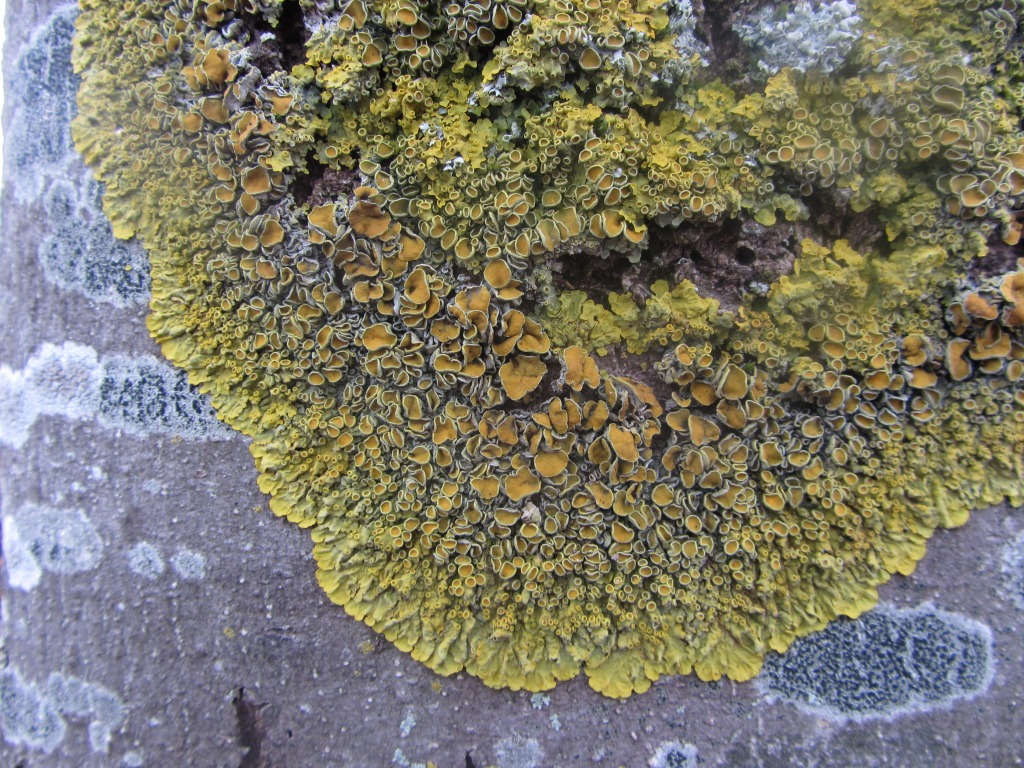 Xanthoria-parietina-Gelbflechte-Thallus-Apothezien-Schwäbischer-Wald