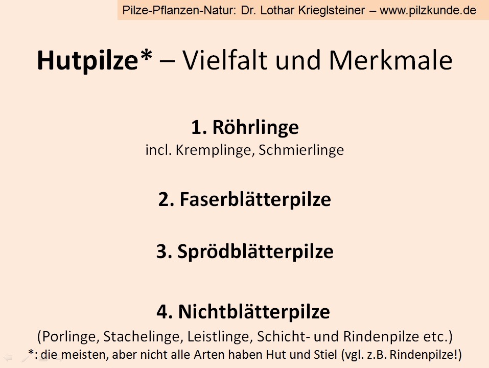 Hutpilze-Merkmale-Vielfalt-PSV1-PSV2-PSV3