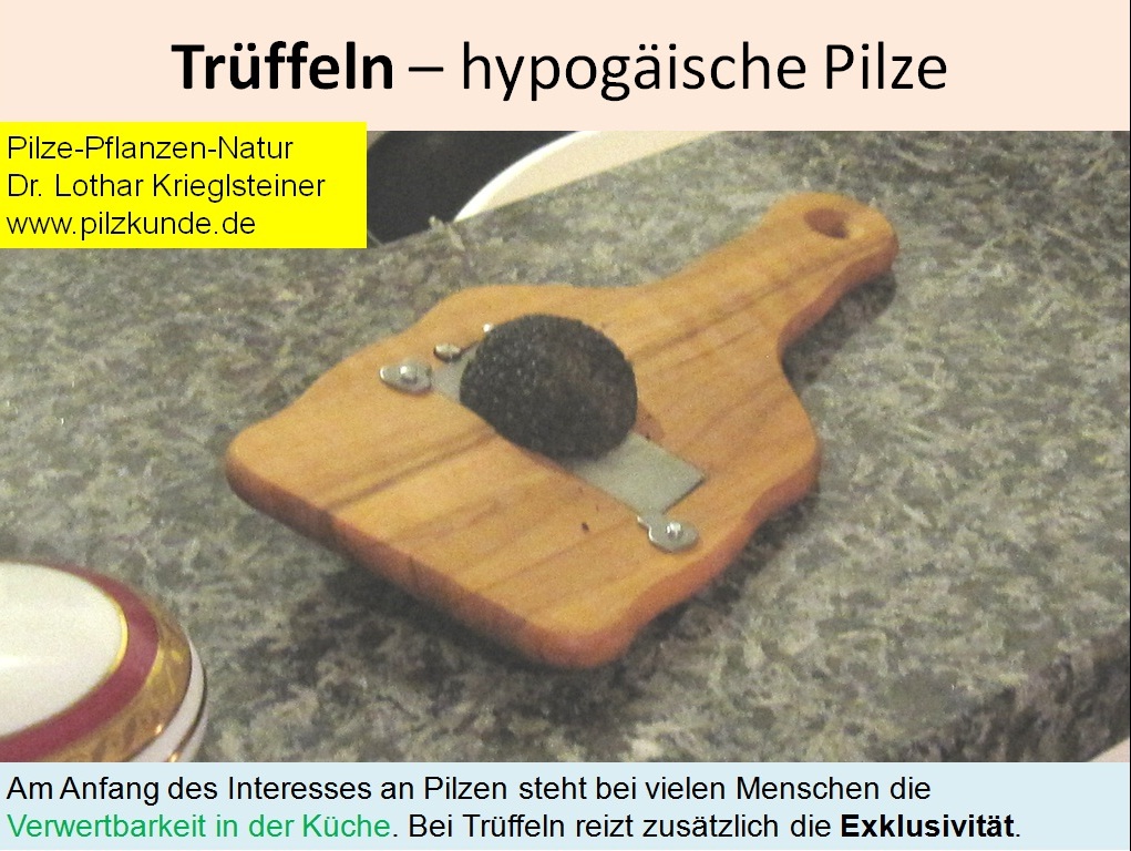 Hypogäische-Pilze-Trüffeln-Trüffelkurs-Tuber