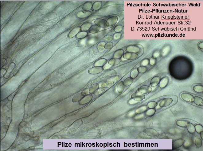 Mikroskopierkurs-Prparieren-Schneiden-Schluche-Stnder-Asci-Basidien-Sporen-Zystiden-Anfnger-Pilzschule-Schwbischer-Wald-Stuttgart